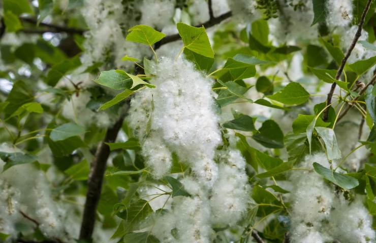 allergia primavera polline 