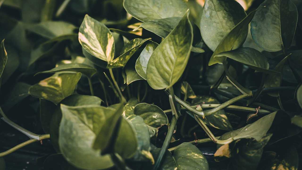 Pothos primavera pianta