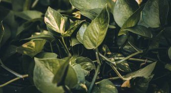 Pothos, tienilo sotto controllo in primavera: può avere molti problemi