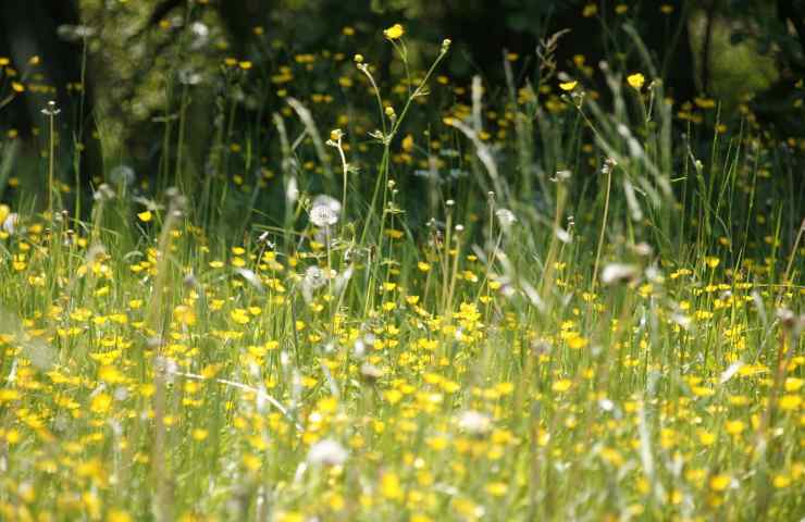 allergia primavera prato