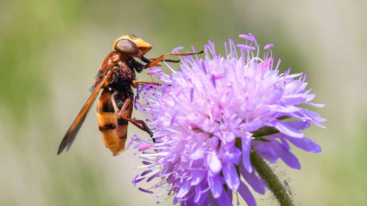 primavera insetti pericolosi