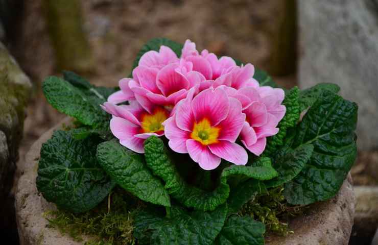 fiori primule rosa