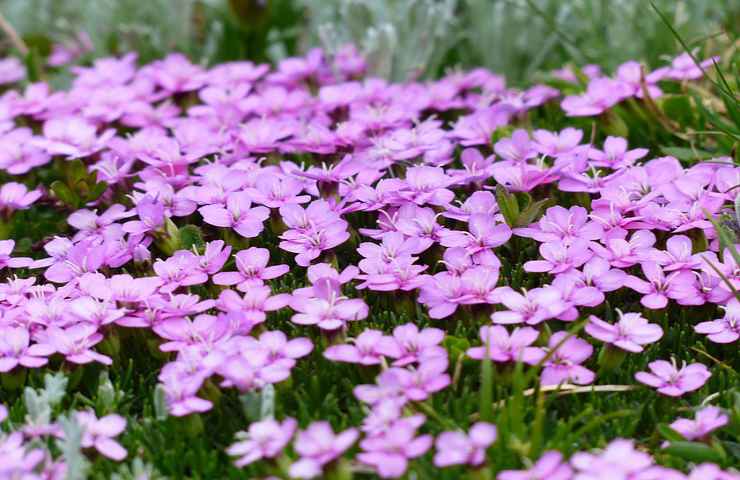 primule fiori viola