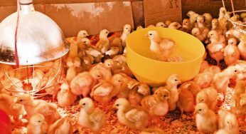 Anatroccoli e pulcini da foie gras: l’Ue può fermare questa crudeltà