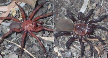 Trovato nuovo ragno gigante: è il più grande? E dove si trova