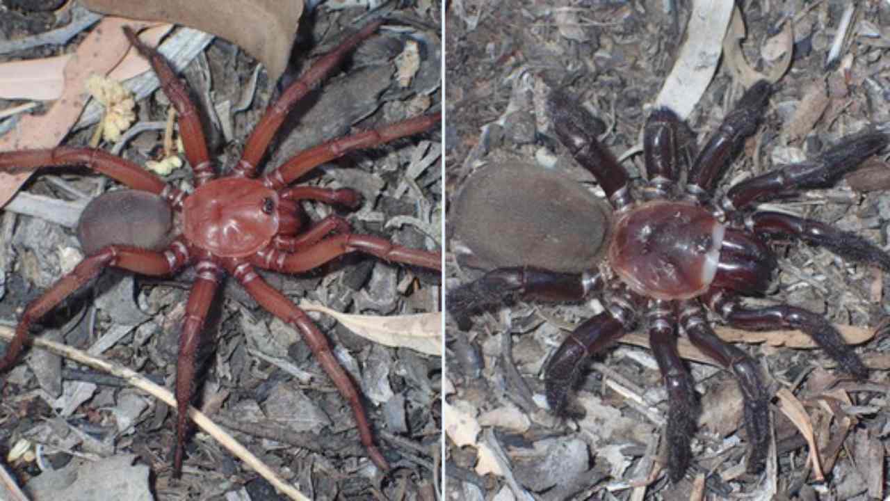 ragno gigante australia dimensioni