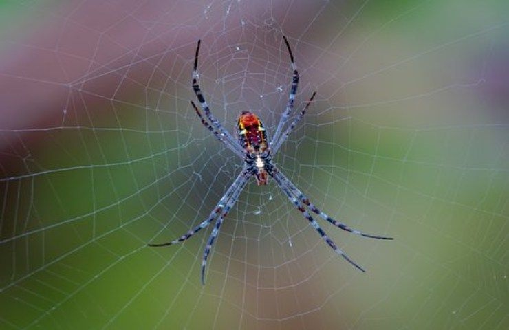 ragno gigante australia dimensioni
