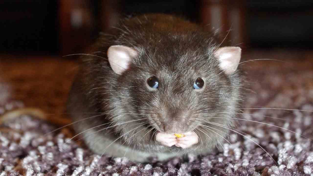 ratti topi caratteristiche diverse habitat comportamento