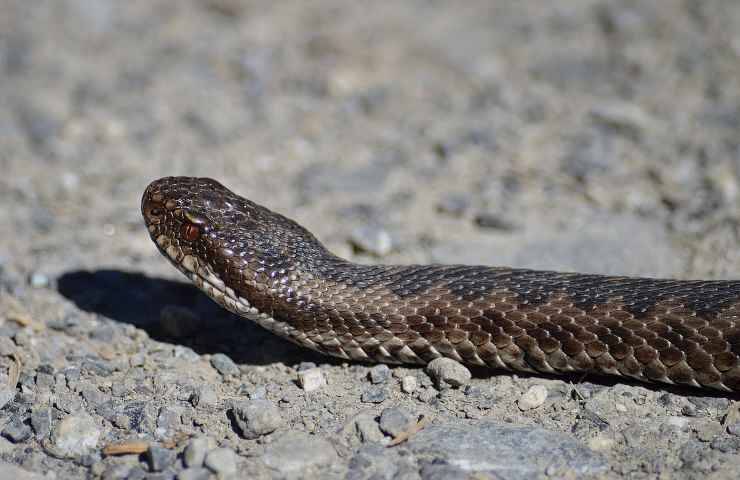 vipera tozza biscia affusolata