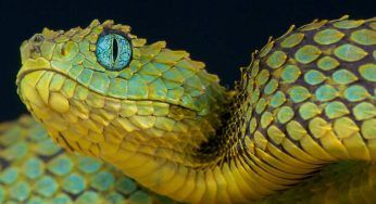 In quali serpenti possiamo imbatterci in Italia: scopri se sono velenosi