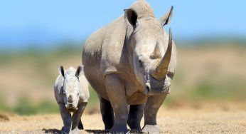 Addio all’ultimo esemplare di rinoceronte bianco: in Kenya muore Sudan