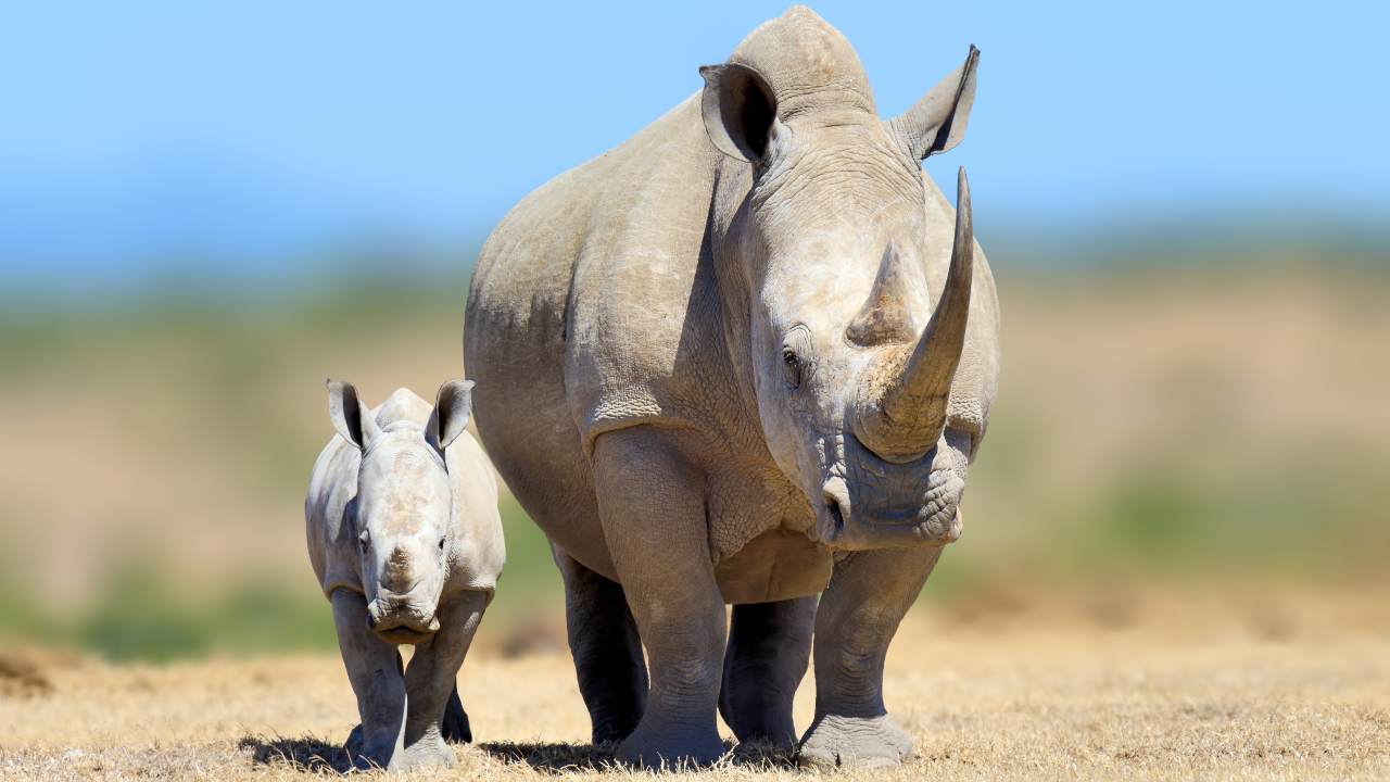 morto sudan, ultimo maschio rinoceronte bianco