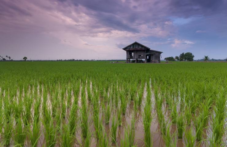 Agevolazioni terreno risaie 