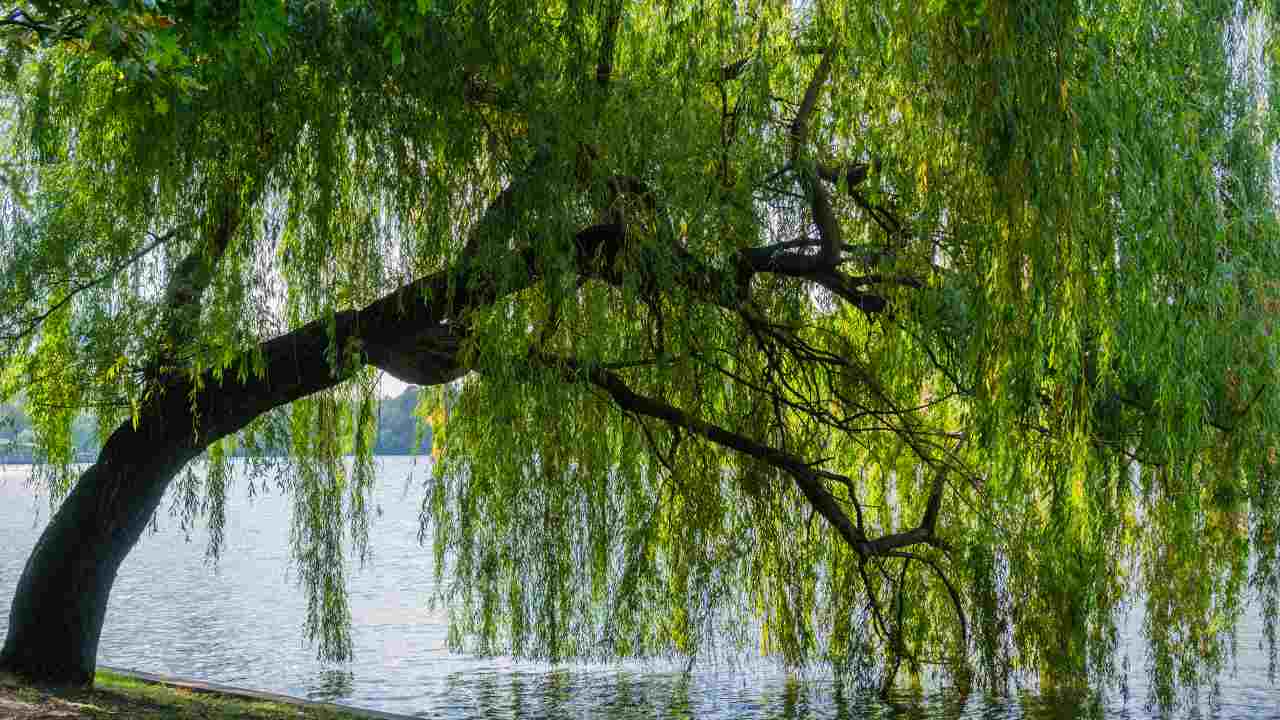 alberi da film pocahontas