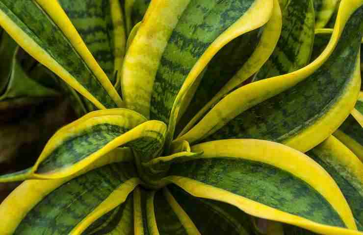 sansevieria cure 