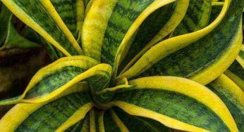 Sansevieria, il segreto dei giardinieri per evitare che la pianta marcisca, fai così per non rischiare