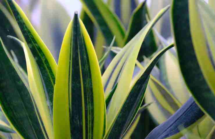 sansevieria addio marciume