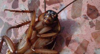 Blatte e scarafaggi camminano per casa: per allontanarli i rimedi naturali che usavano le nonne