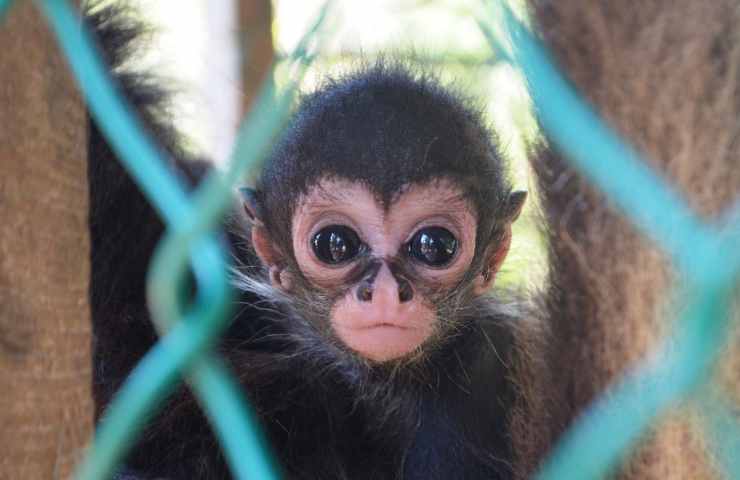 esperimenti clonazione animali