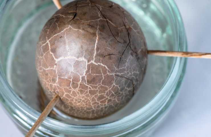 avocado trucco bicchiere