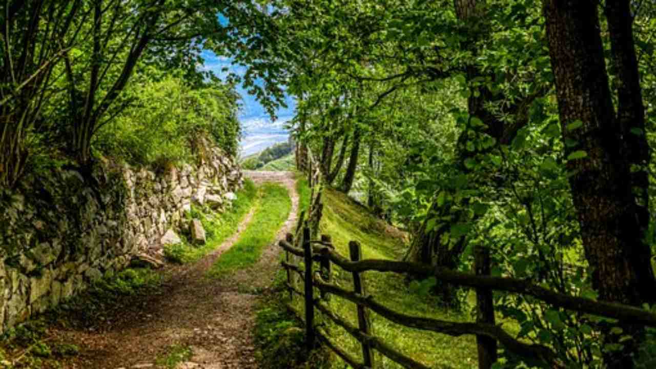 sentiero bosco vicino novara