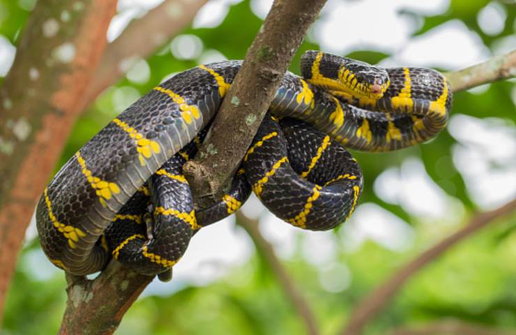 La foto del gatto serpente dell'Amazzonia che circola sui social è vera?  Quando la fantasia ruba lo spazio alla realtà - La Stampa