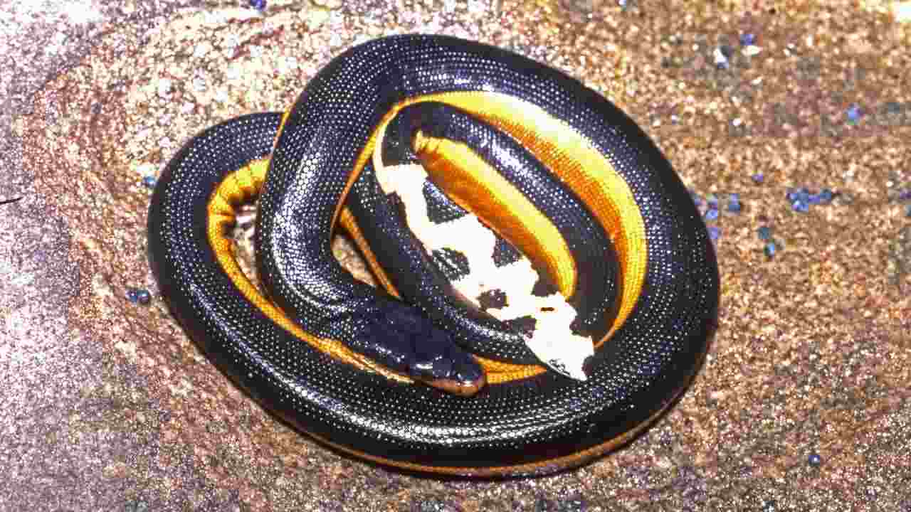 serpente bruno oliva di mare australia