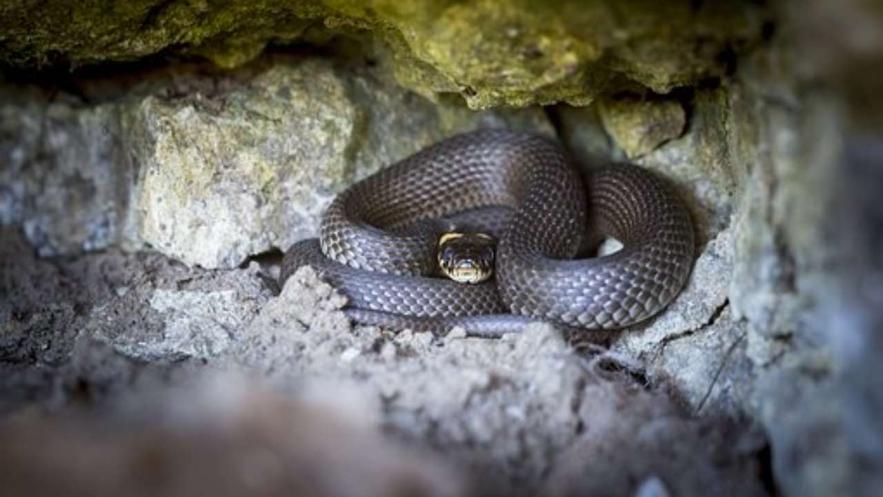 serpente giardino come allontanarlo