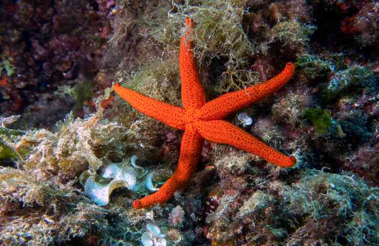 stelle marine malattia