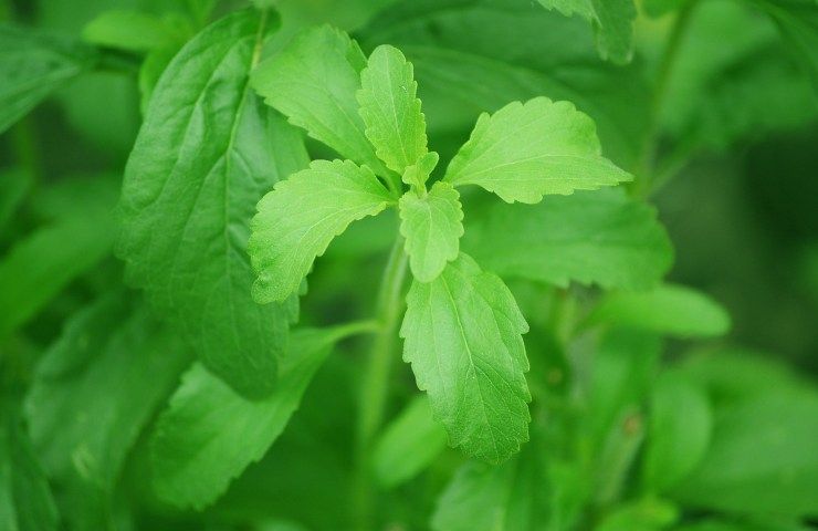 zucchero sostituti stevia