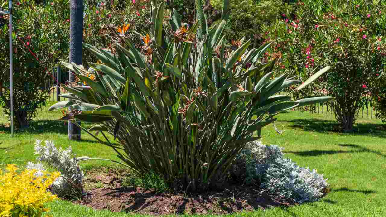 strelitzia pianta in vaso coltivazione