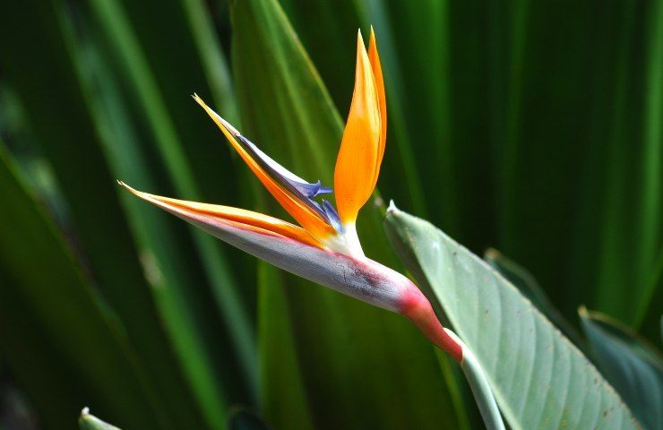 strelitzia pianta in vaso coltivazione