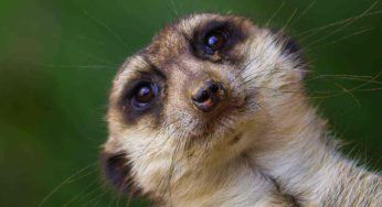 Animali in via d’estinzione: li proteggiamo tutti o solo i più “belli”?