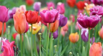 Bulbi tulipani: la muffa è terribile, così la eliminerai e salverai la pianta