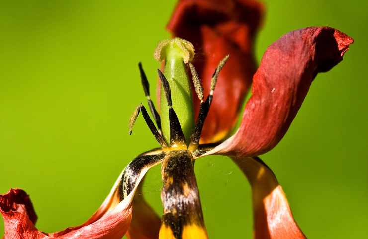 tulipani raccolta fondi lucarelli