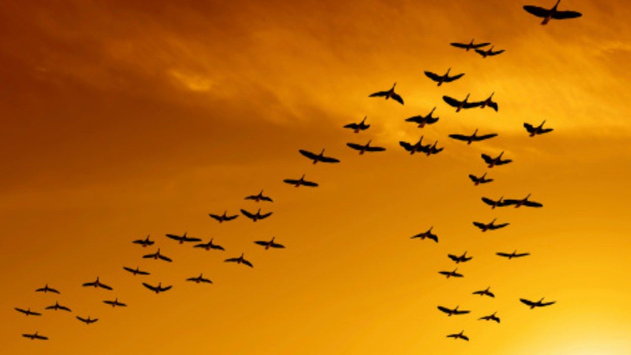 migrazione uccelli pause
