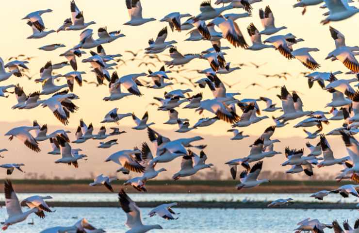 migrazione uccelli pause