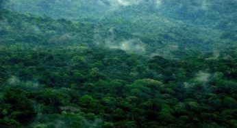 Amazzonia, fenomeno sconosciuto a molti quello dei “fiumi volanti”: cosa sono