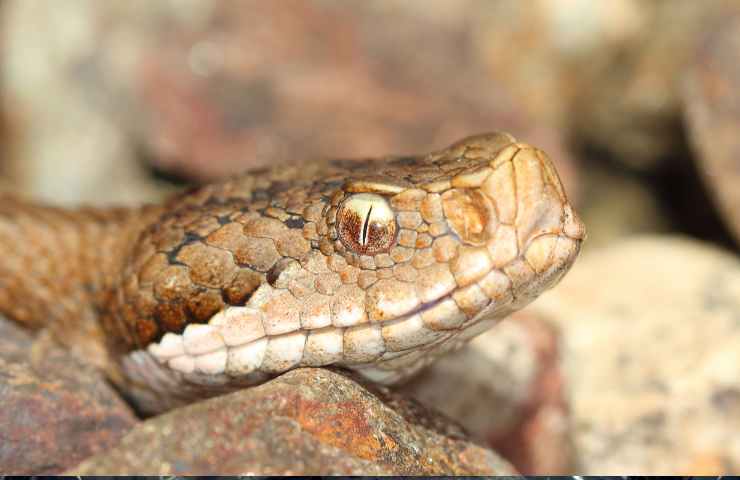 vipera comune morso