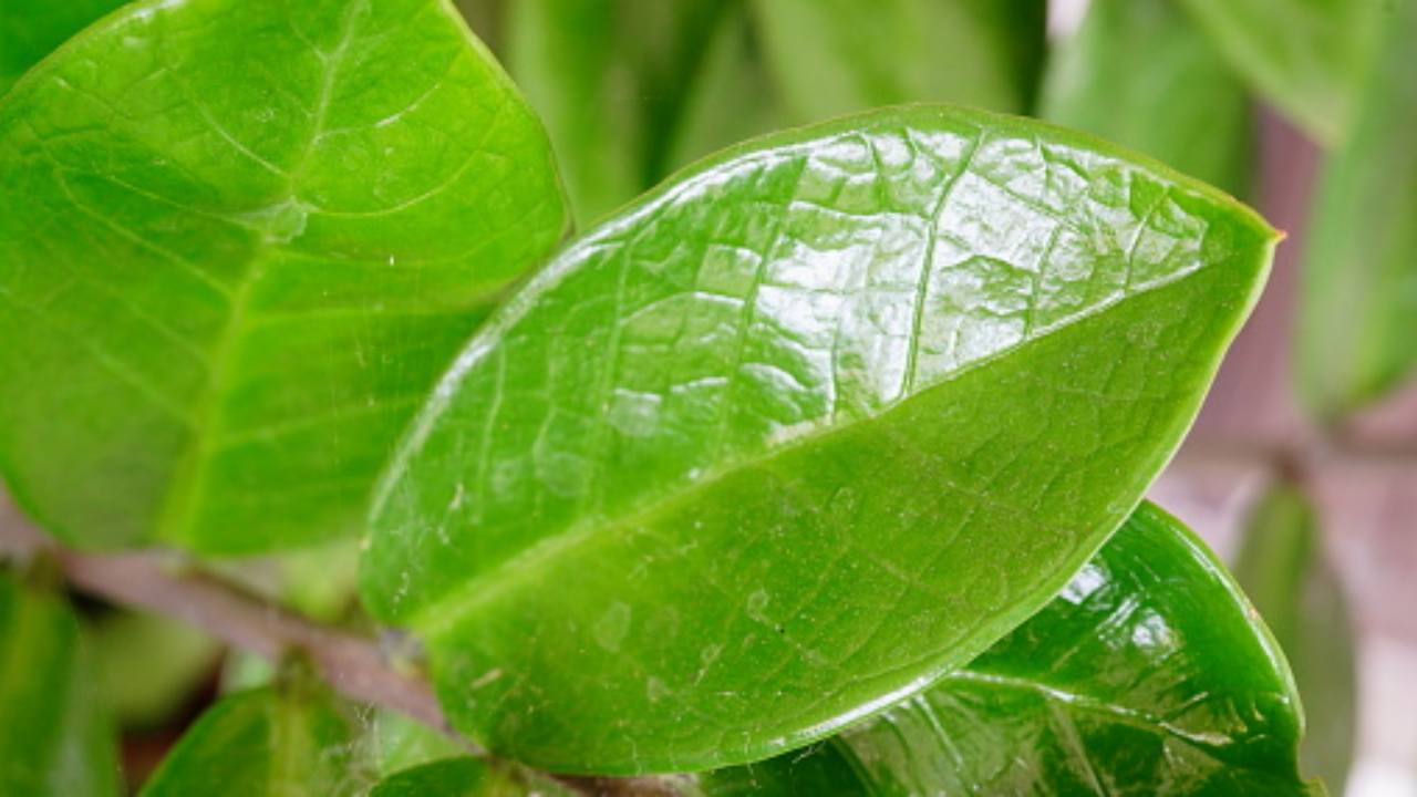 zamioculcas quando marcisce