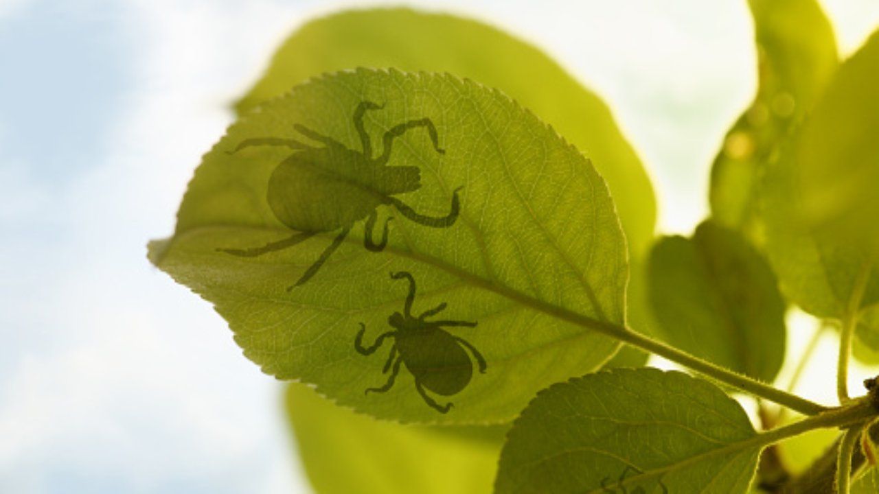 zecche in giardino prevenire punture