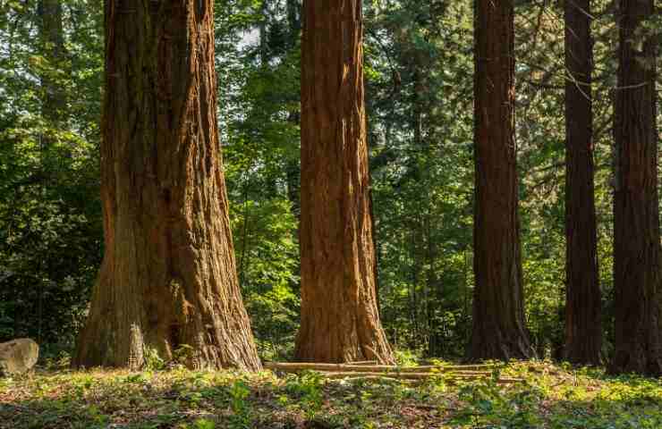 Albero 5000 anni cile foresta studi