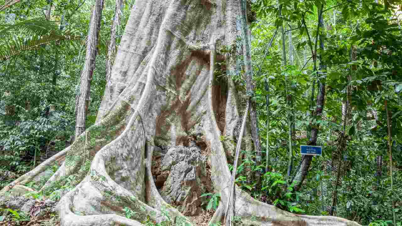 Albero 5000 anni cile foresta studi