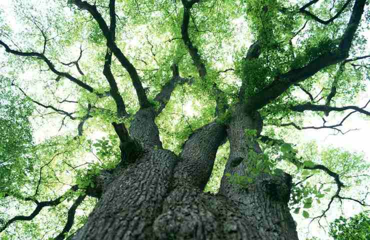 Albero 5000 anni cile foresta studi