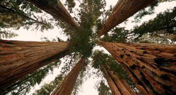 Albero più “vecchio” al mondo: si trova in Cile