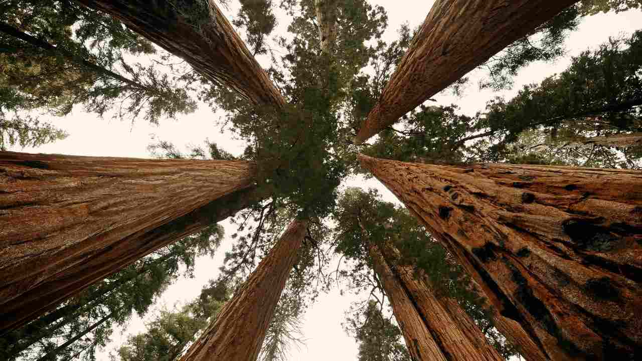 Árbol más viejo del mundo: encontrado en Chile