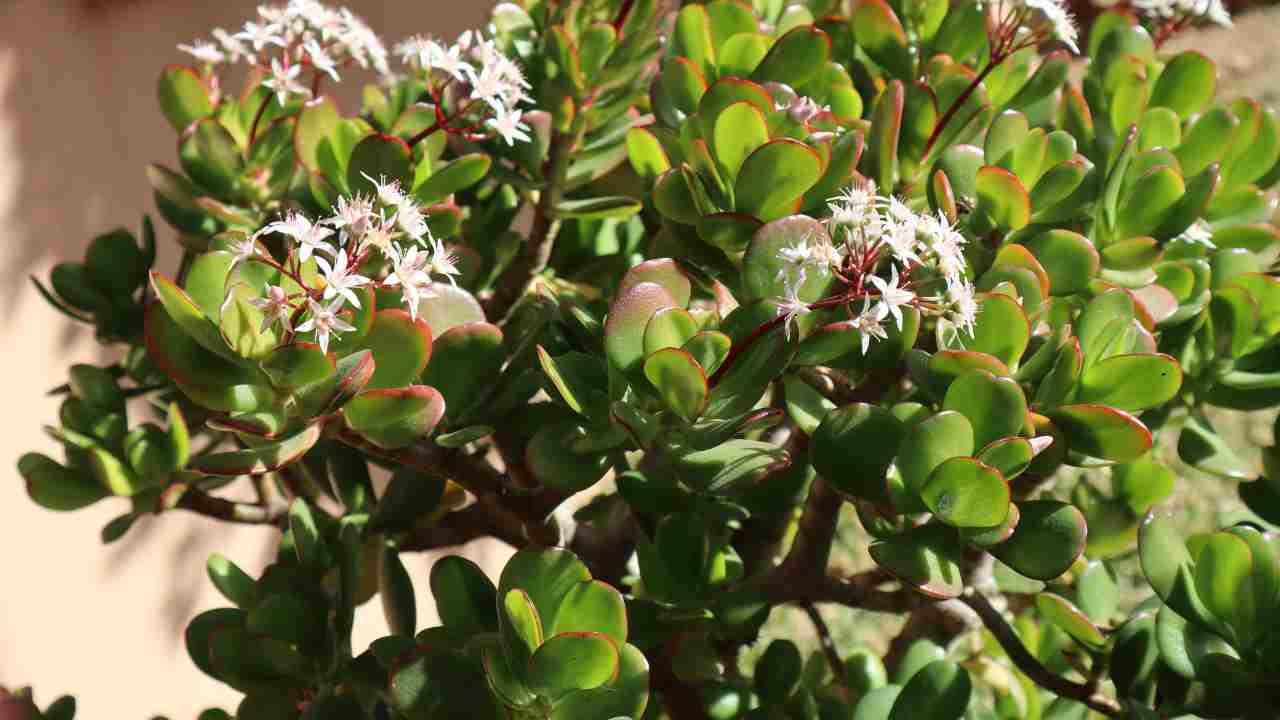 Albero di giada fertilizzanti