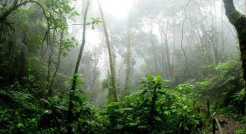Amazzonia, 42 km quadrati di foresta distrutta solo nell’ultimo mese