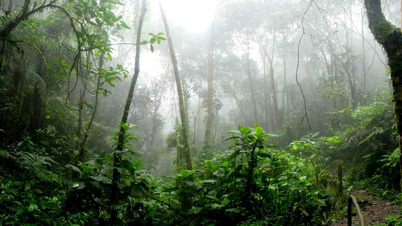 Amazzonia: a, 42 km quadrati di foresta distrutta 