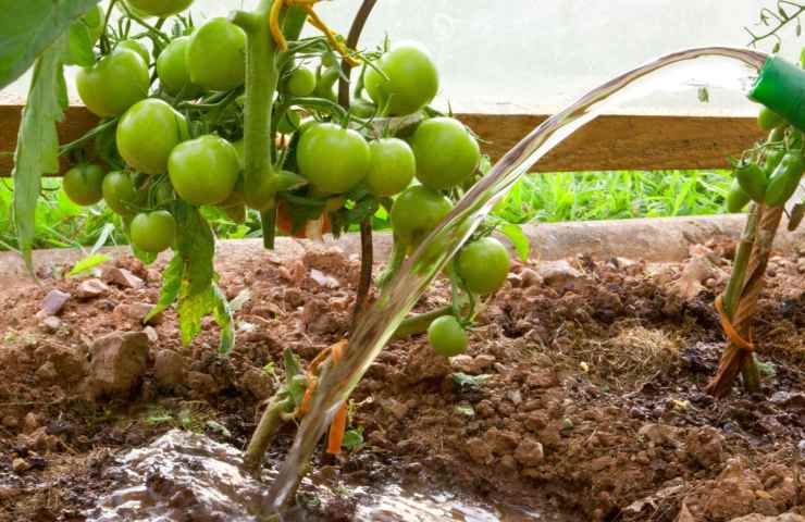 quando si piantano pomodori